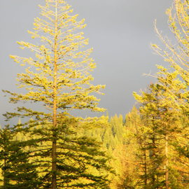 Debbi Chan: 'light the trees', 2010 Color Photograph, Trees. Artist Description:    photos from Idaho.           ...