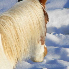 Debbi Chan: 'looking at the snow', 2010 Color Photograph, Equine. Artist Description:       photos from idaho.                                             ...