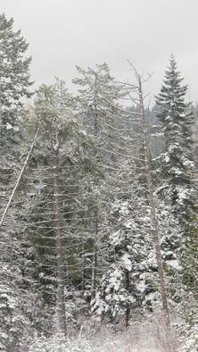 Debbi Chan: 'more snowy trees', 2010 Color Photograph, Trees. Artist Description:          photos from idaho.                          ...