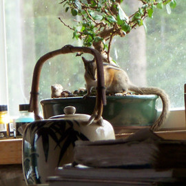 Debbi Chan: 'my personal chipmunk', 2010 Color Photograph, Fauna. Artist Description:     photos from Idaho.                                                                                                                 ...