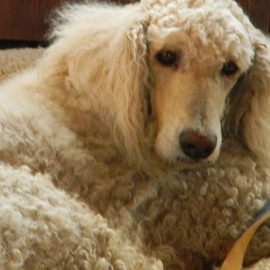 Debbi Chan: 'my standard poodle', 2011 Color Photograph, Dogs. Artist Description:    photos from idaho        ...