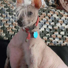 Debbi Chan: 'no hair great watchdog', 2011 Color Photograph, Dogs. Artist Description:   photos from Idaho.          ...