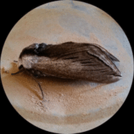 Debbi Chan Artwork one moth still, 2015 Digital Photograph, Fauna