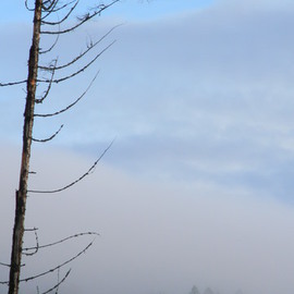 Debbi Chan: 'one stands alone', 2010 Color Photograph, Trees. Artist Description:   photos from idaho.  ...