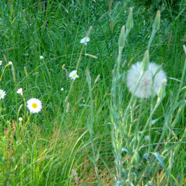 Debbi Chan: 'puffball with neighboring wildflowers', 2010 Color Photograph, Botanical. Artist Description:                                         photos from idaho.                                                                               ...