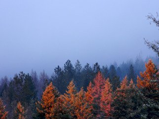 Debbi Chan: 'red  in the distance', 2011 Color Photograph, Trees. Artist Description:        photos from idaho.                    ...