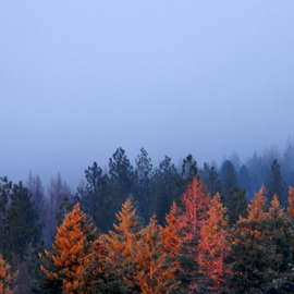 Debbi Chan: 'red  in the distance', 2011 Color Photograph, Trees. Artist Description:        photos from idaho.                    ...