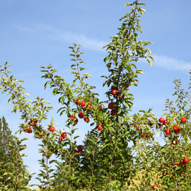 Debbi Chan: 'red as an apple', 2010 Color Photograph, Trees. Artist Description:            photos from Idaho.          ...