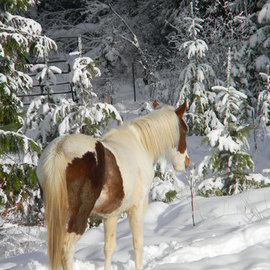 Debbi Chan: 'she rests in the snow with held low', 2010 Color Photograph, Equine. Artist Description:                 photos from idaho.                ...
