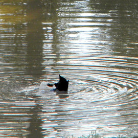 Debbi Chan: 'sister duck takes a dive', 2011 Color Photograph, Birds. Artist Description:       photos from Idaho.      ...