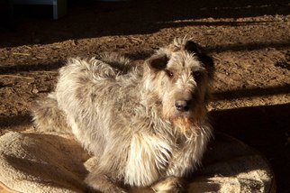 Debbi Chan: 'sorvegliante', 2010 Color Photograph, Dogs. Artist Description:  photos from idaho      ...