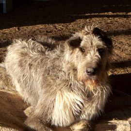 Debbi Chan: 'sorvegliante', 2010 Color Photograph, Dogs. Artist Description:  photos from idaho      ...