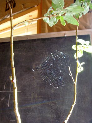 Debbi Chan: 'spider web on pussy willow bonsai', 2010 Color Photograph, Fauna. Artist Description:   photos from idaho.                                                                                       ...