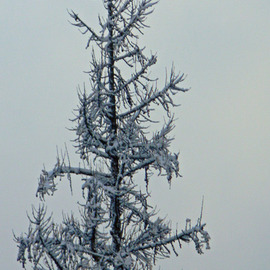 Debbi Chan: 'starkness of cold', 2010 Color Photograph, Trees. Artist Description:          photos from idaho.         ...