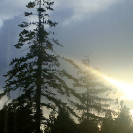 Debbi Chan: 'sunlight on tree', 2010 Color Photograph, Atmosphere. Artist Description:       photos from idaho       ...