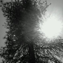 Debbi Chan: 'sunlit in black and white', 2011 Color Photograph, Trees. Artist Description:          photos from idaho              ...