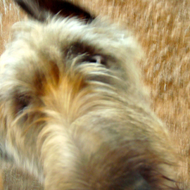 Debbi Chan: 'surprise', 2010 Color Photograph, Dogs. Artist Description:         photos from idaho.        ...