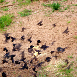 Debbi Chan: 'the blackbirds', 2010 Color Photograph, Birds. Artist Description:    photos from idaho.              ...
