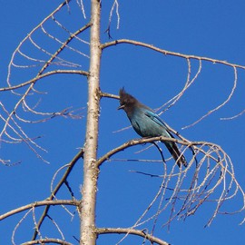 Debbi Chan: 'the stellar jay', 2010 Color Photograph, Birds. Artist Description:             photos from idaho                                                                ...