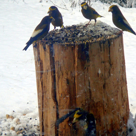 Debbi Chan: 'they gather together', 2010 Color Photograph, Birds. Artist Description:   phoptos from my idaho home. i will do other print sizes. let me know.       ...