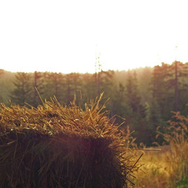 Debbi Chan: 'through  hay i see', 2010 Color Photograph, Farm. Artist Description:            photos from Idaho.                                                                                                                                 ...