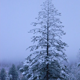 Debbi Chan: 'tree beauty', 2010 Color Photograph, Trees. Artist Description:   photos from Idaho. ...