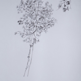 Debbi Chan Artwork tree sketch, 2014 Pen Drawing, Trees