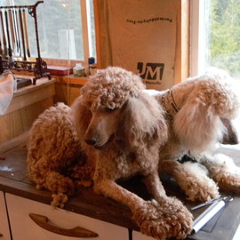 Debbi Chan: 'two in thought', 2011 Color Photograph, Dogs. Artist Description:         photos from idaho.        ...