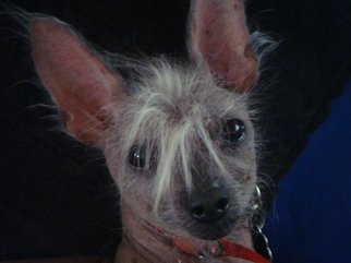 Debbi Chan: 'what a face', 2009 Color Photograph, Dogs. Artist Description:  a photo of my baby- joy. a true hairless chinese crested. ...