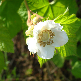 Debbi Chan: 'white flower', 2010 Color Photograph, Botanical. Artist Description:  photos from idaho. ...