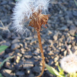 Debbi Chan: 'white lace', 2010 Color Photograph, Botanical. Artist Description:      photos frim Idaho.                                                                                                                                        ...