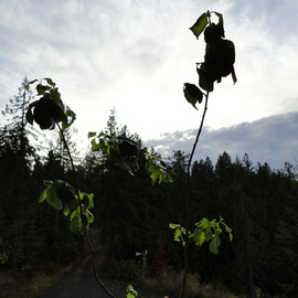 Debbi Chan: 'willow bonsai', 2011 Other Photography, Botanical. Artist Description:     photos from idaho.   ...