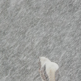 Debbi Chan: 'willow braves the weather', 2010 Color Photograph, Equine. Artist Description:          photos from Idaho.                   ...
