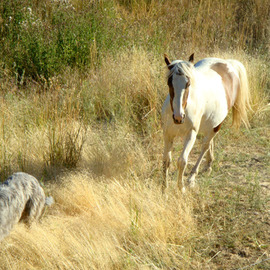 Debbi Chan: 'willow on the chase', 2010 Color Photograph, Equine. Artist Description:      photos from Idaho.     ...