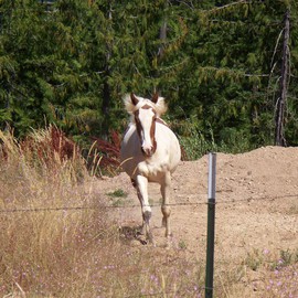 Debbi Chan: 'willow runs free', 2010 Color Photograph, Equine. Artist Description:    photos from Idaho.   ...