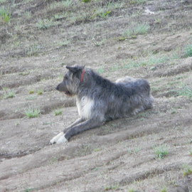 Debbi Chan: 'wolfhound  taking stock ', 2011 Color Photograph, Dogs. Artist Description:          photos from Idaho.           ...