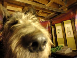 Debbi Chan: 'wolfhound up close', 2010 Color Photograph, Dogs. Artist Description:               photos from idaho.              ...