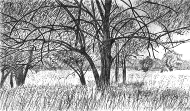 Artist Keith Thrash. 'Mock Orange Grove' Artwork Image, Created in 1981, Original Drawing Other. #art #artist