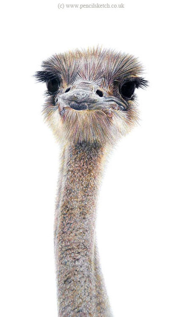 Artist Anna Shipstone. 'Head Of Ostrich' Artwork Image, Created in 2010, Original Watercolor. #art #artist
