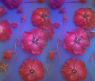 Tamarra Tamarra: 'red roses', 2017 Color Photograph, Botanical. roses, flowers, floral, botanical, color, blue, botany, nature, petals, stems, rose buds, rose, photography, photograph, red roses, color photography, floral photography, flower photography, pink, ...
