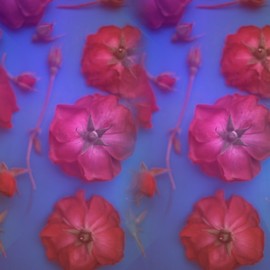 Tamarra Richards: 'red roses', 2017 Color Photograph, Botanical. Artist Description: roses, flowers, floral, botanical, color, blue, botany, nature, petals, stems, rose buds, rose, photography, photograph, red roses, color photography, floral photography, flower photography, pink, ...