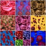 rose collage By Tamarra Tamarra