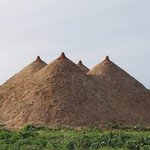 Pyramid, Tanya Preminger