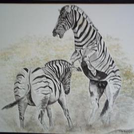 Fighting Zebras By Teresa Peterson