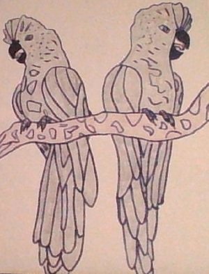 Themis Koutras: 'parrots', 2019 Marker Drawing, Birds. This is sold in prints only welcome to my art studioThese are art done in computer art sold in prints over the net by e mail at a cheep price all for you. ...