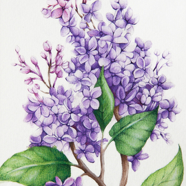 Lilac By Tatiana Azarchik