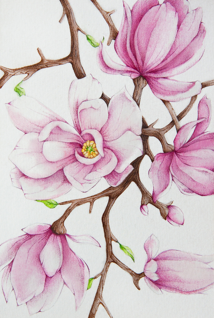 Artist Tatiana Azarchik. 'Magnolia' Artwork Image, Created in 2015, Original Watercolor. #art #artist