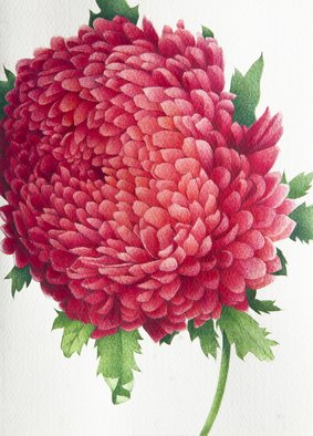 Tatiana Azarchik: 'chrysanthemum', 2014 Watercolor, Botanical. Chrysanthemums, also known asmums , are one of the prettiest varieties of perennials that start blooming early in the fall.  This is also known as favorite flower for the month of November.  Chrysanthemums symbolize optimism and joy.  I used coloured pencils and watercolor.  All of my works are painted on the ...