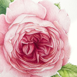 david austin rose By Tatiana Azarchik