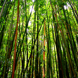 Tiger Lily Jones: 'Into The Bamboo Forest', 2010 Color Photograph, Botanical. Artist Description: What surprises await us inside such  an enchanted place?       Archival Fine Arts Photo PrintFramed and Shipped Ready to Hang Framed with archival mats and Acrylic ( no glass) Frame is approx. 10 x 14 outside measurements.Also Available in other sizes and editions.International Orders: Buyer Responsible for ...